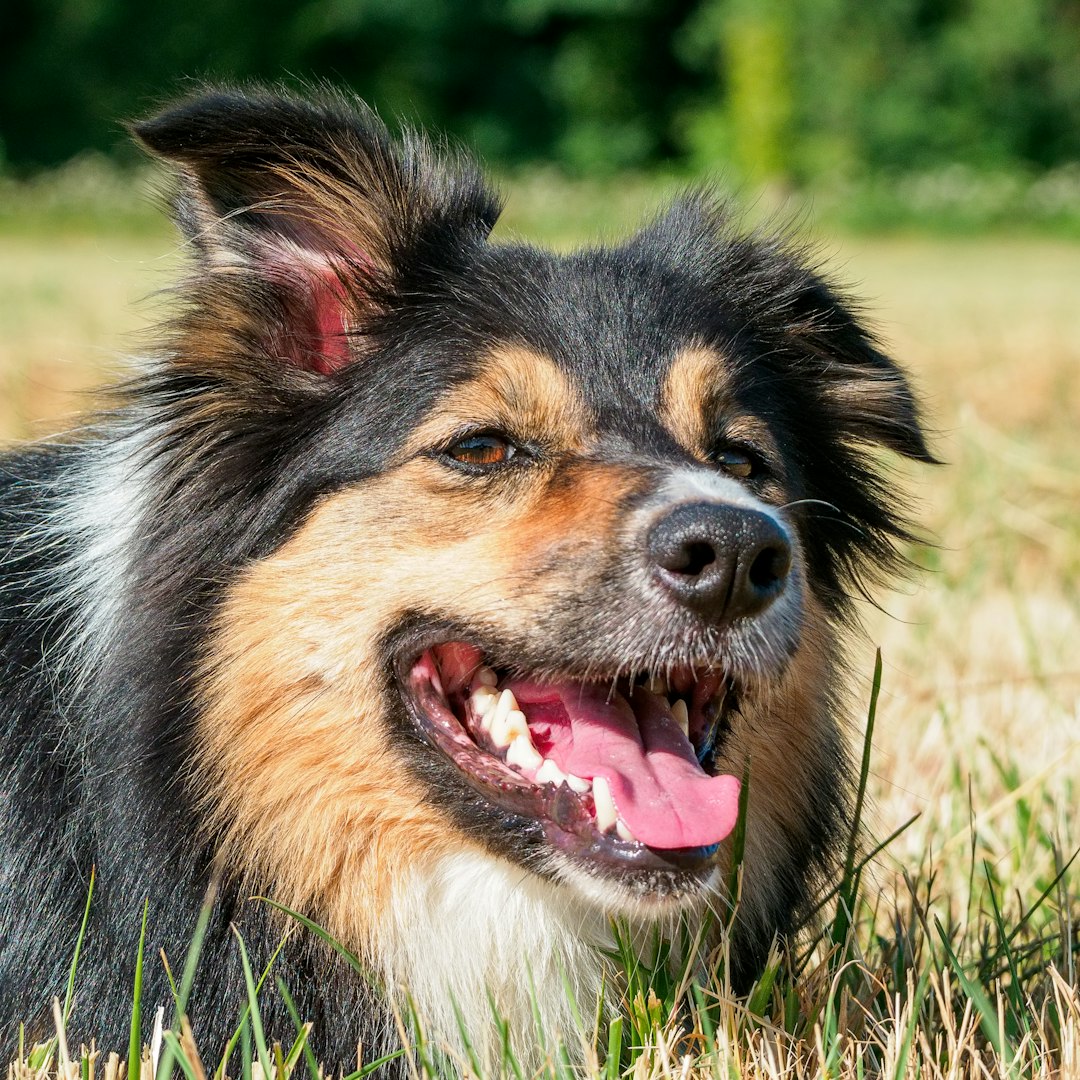 But how much does breed shape a dog’s health and behavior?