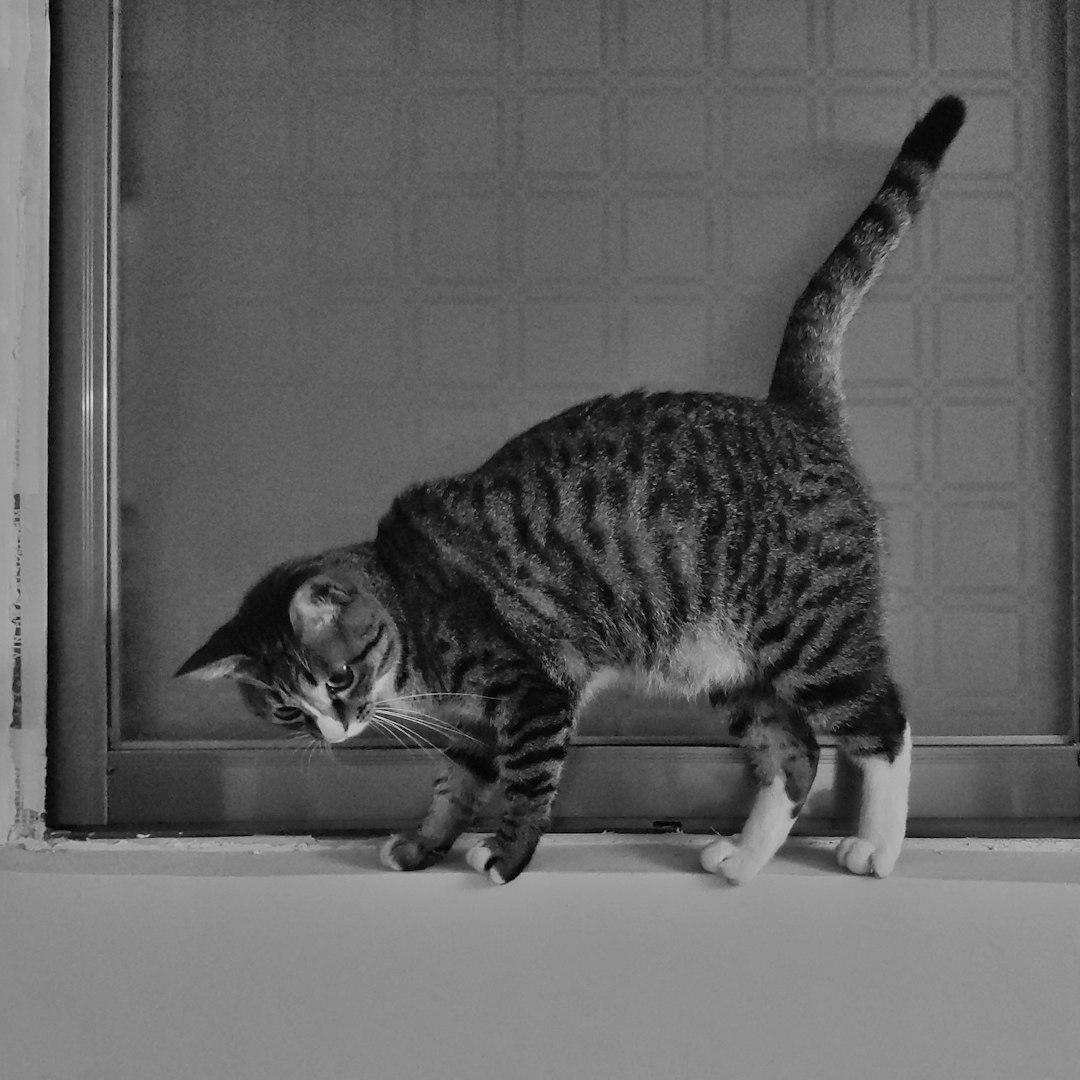 [뉴스] 고양이 간식 해외 이슈 한국어 해설