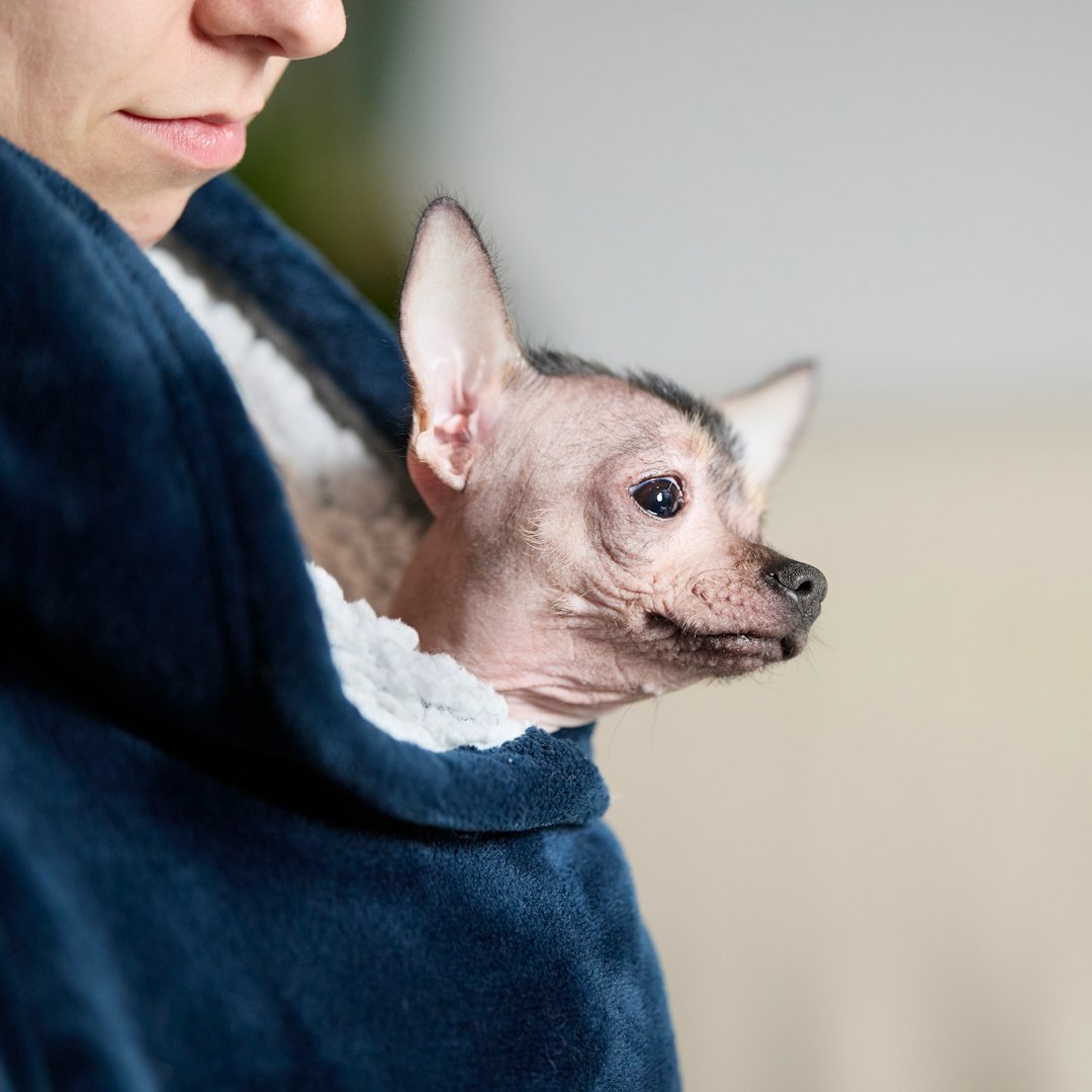 [뉴스] 반려동물 보험 해외 이슈 한국어 해설