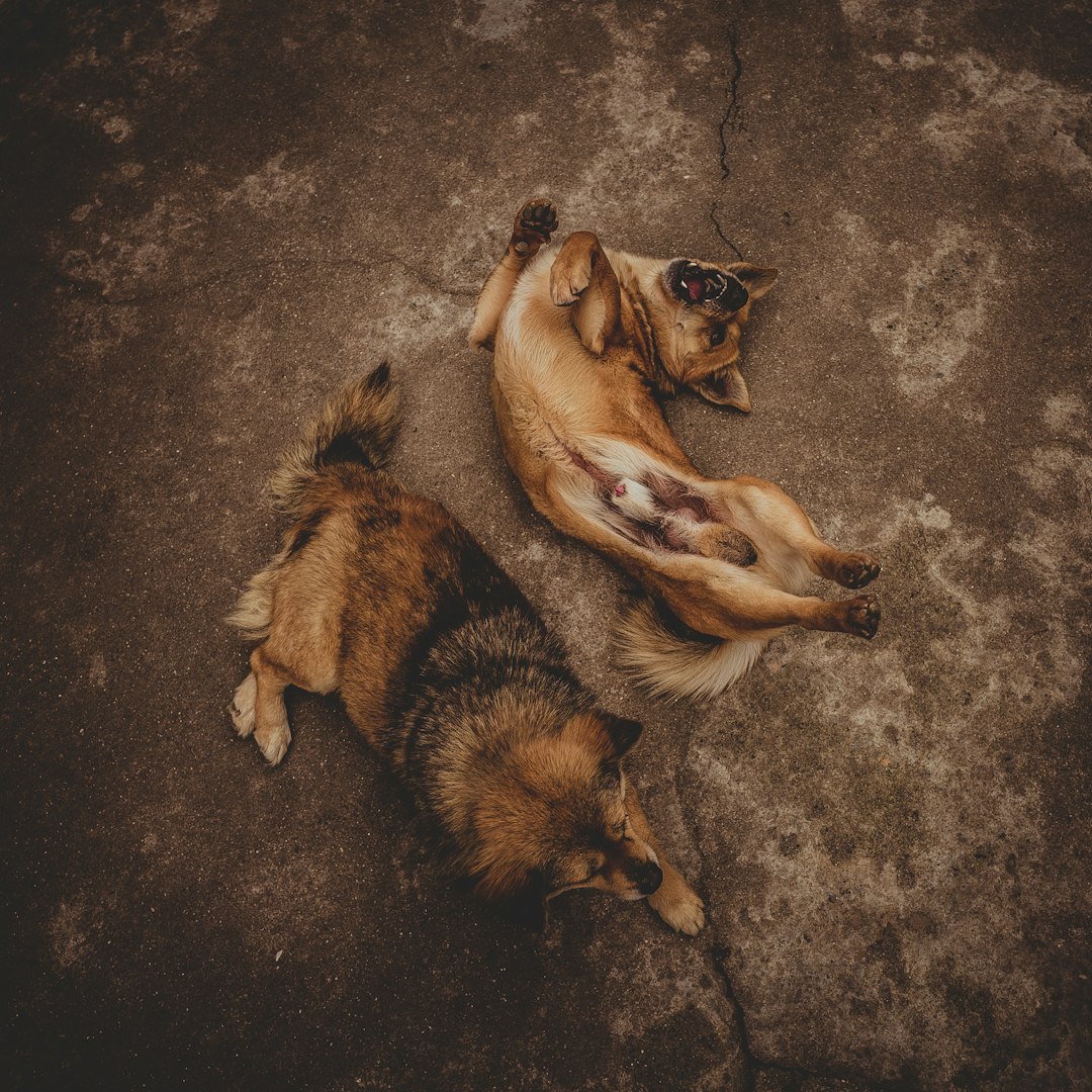강아지 사료 추천 관련 해외 실전 체크포인트로 정리