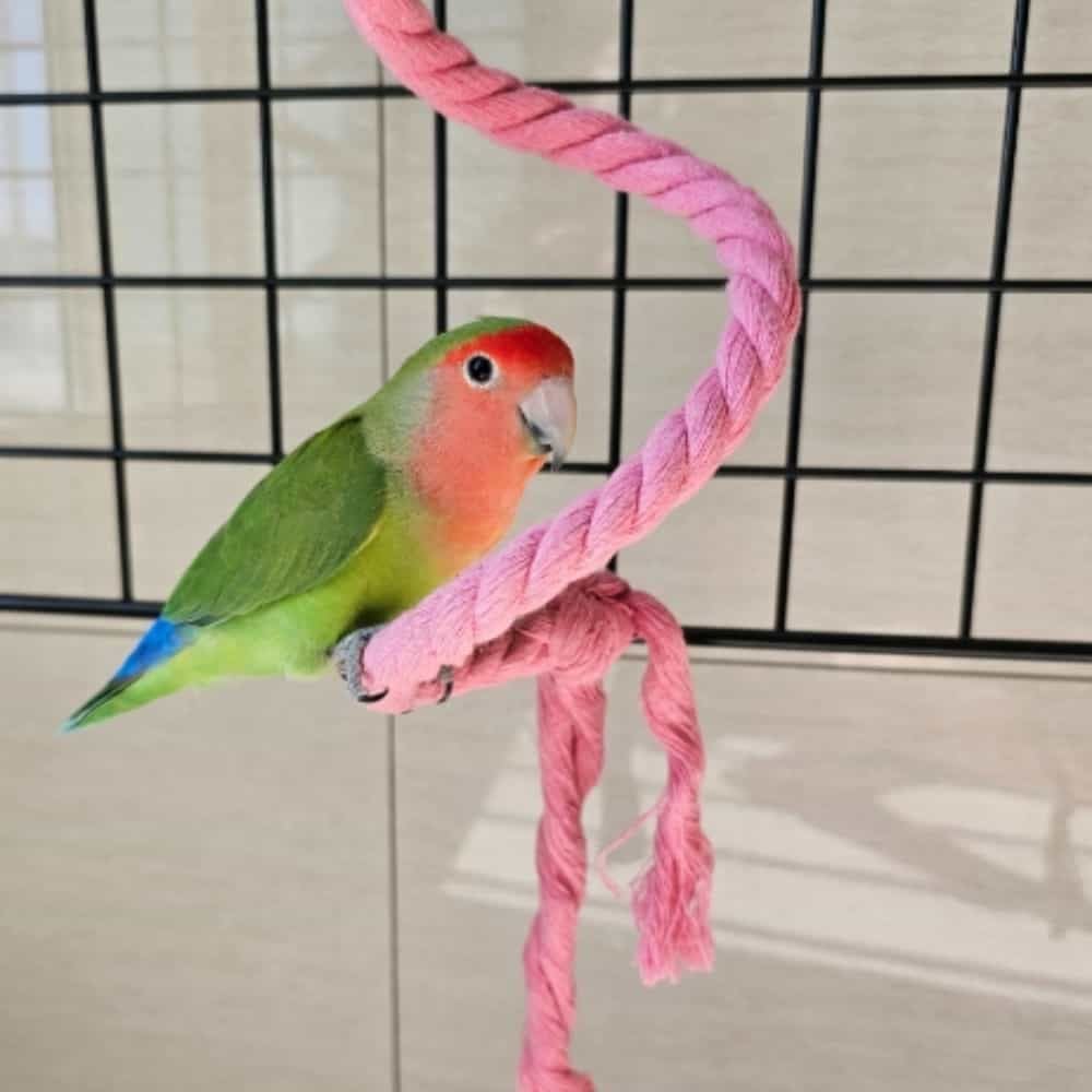 [리뷰] 앵무새 로프 횟대 1.5m 새장필수품 새장난감 앵무새키 비교·체크리스트 가이드