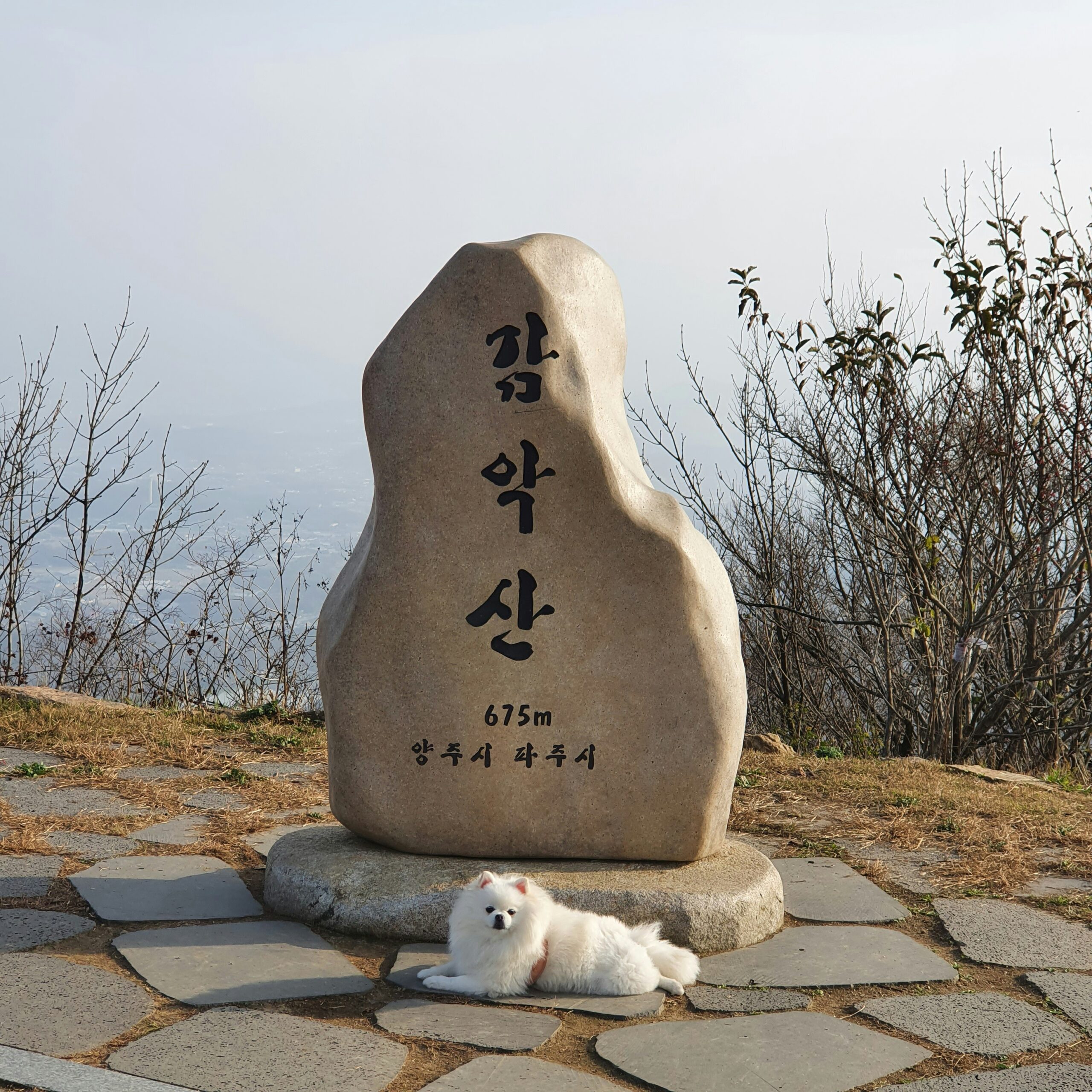 강아지도 냉면 먹는 시대, 펫팸족 잡는 유통가 실전 체크포인트